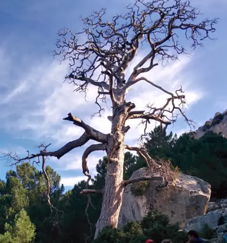 Arbol-singular-Yeste-Pino-de-la-Campana-Gontar2