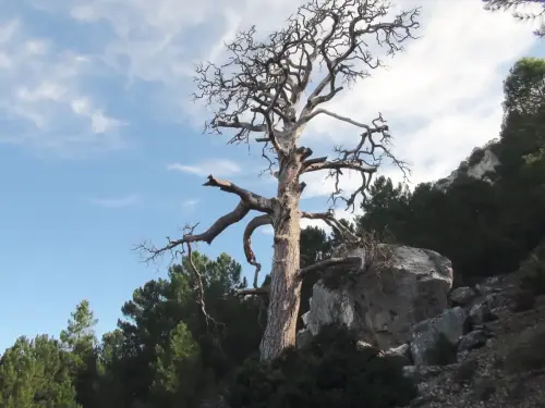 Arbol-singular-Yeste-Pino-de-la-Campana-Gontar3