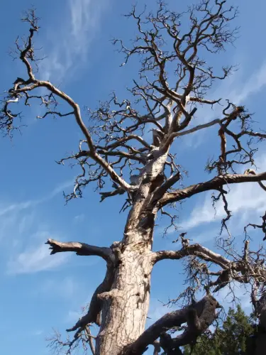 Arbol-singular-Yeste-Pino-de-la-Campana-Gontar4