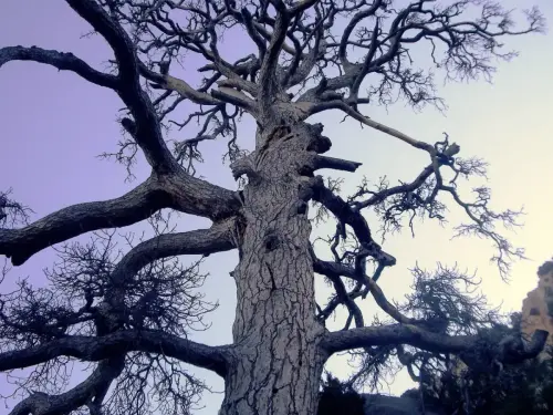 Arbol-singular-Yeste-Pino-de-la-Campana-Gontar5