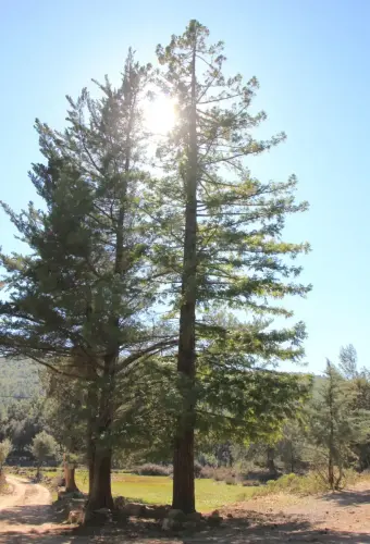 Arbol-singular-Yeste-Secuoya-de-La-Raspilla