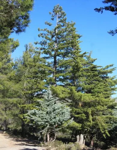 Arbol-singular-Yeste-Secuoya-de-La-Raspilla2