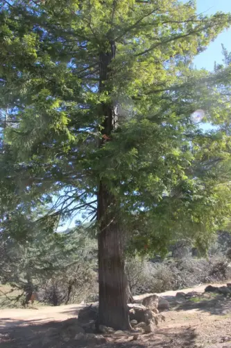 Arbol-singular-Yeste-Secuoya-de-La-Raspilla3