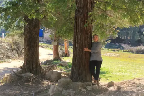 Arbol-singular-Yeste-Secuoya-de-La-Raspilla4