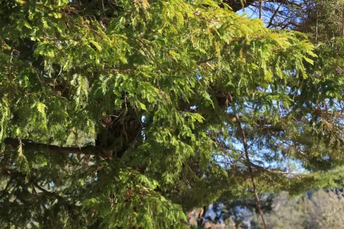 Arbol-singular-Yeste-Secuoya-de-La-Raspilla5