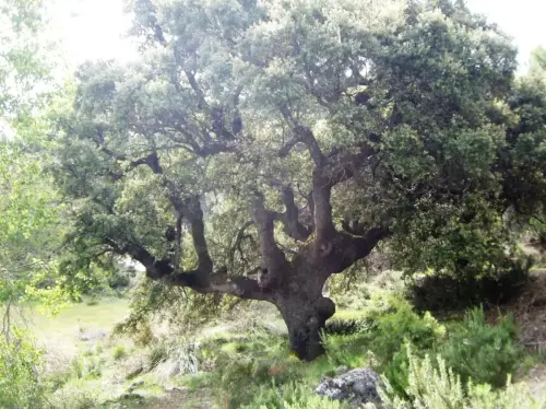Arbol-singular-Yeste.-Carrasca-de-Tinjarra