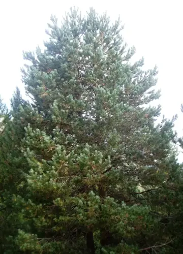 Abeto3
