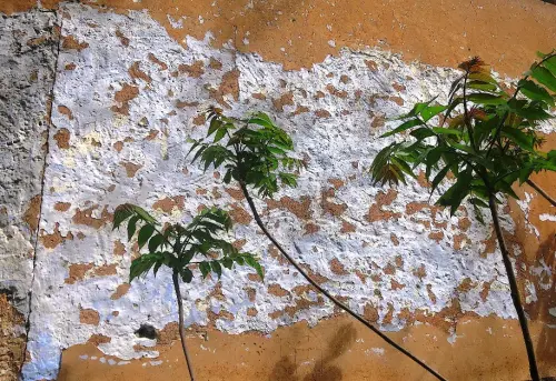 Ailanto-Arbol-del-cielo-gandules