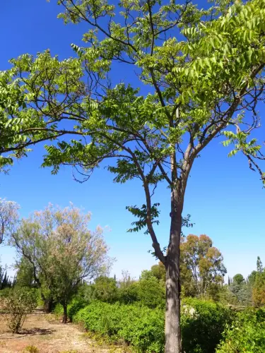 Ailanto-arbol-de-los-dioses-gandules