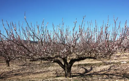 Albaricoquero