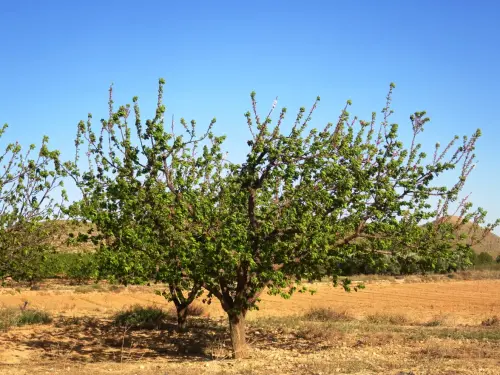 Albaricoquero2