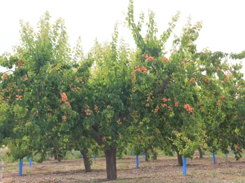 Albaricoquero4