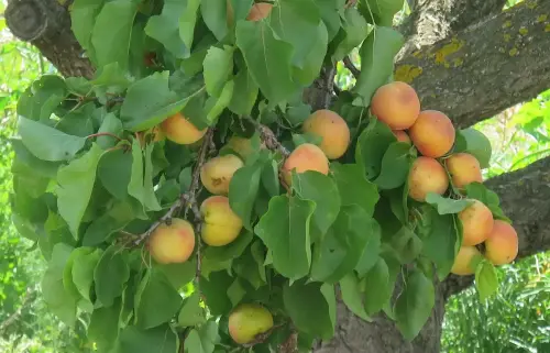 Albaricoquero5