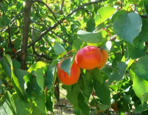 Albaricoquero7