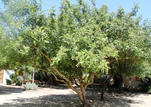 Algarrobo2