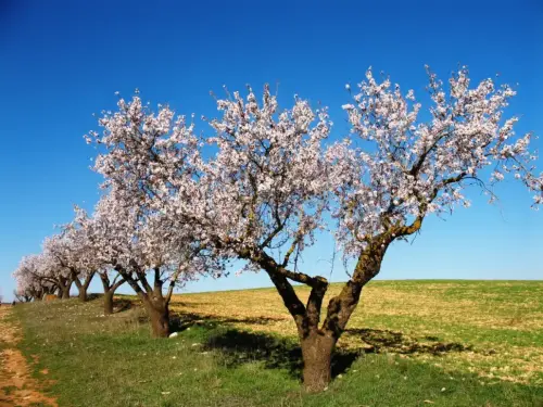 Almendro