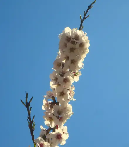 Almendro13