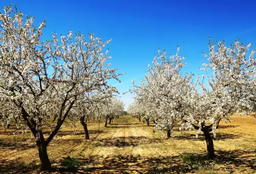 Almendro2