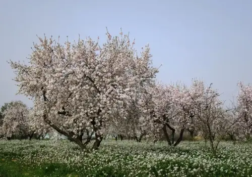Almendro3