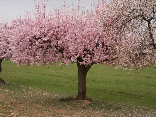 Almendro7