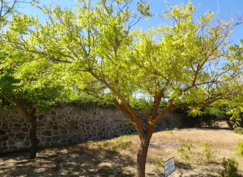 Arbol-de-los-farolillos