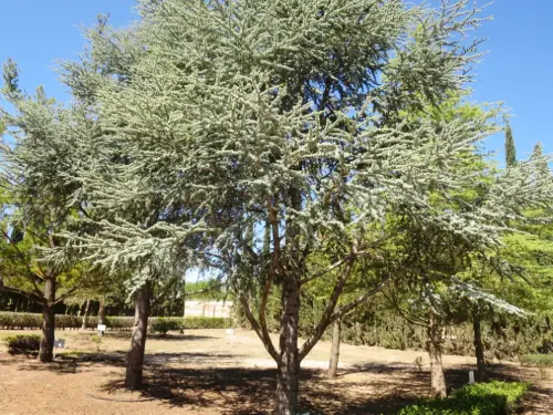 Cedro-del-Atlas