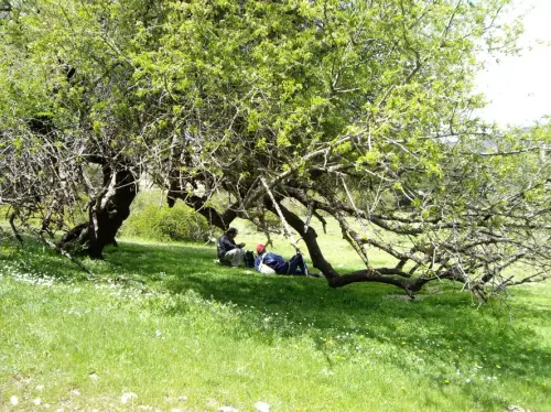 Cerezo-de-Mahoma-guindo