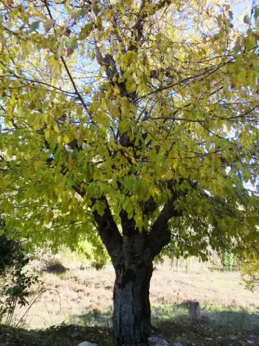 Cerezos-del-Barrancazo