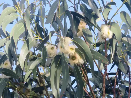 Eucalipto5