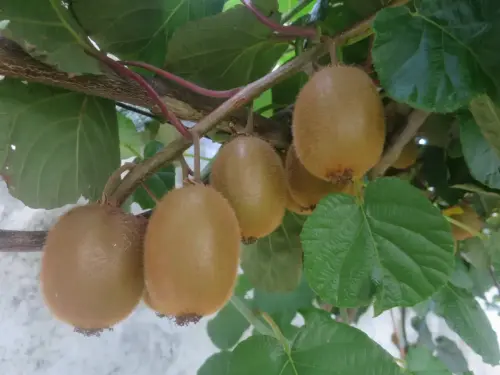 Kiwi