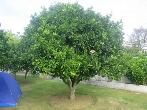 Limonero1