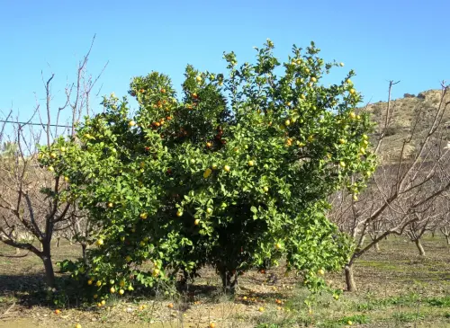 Limonero3-Injerto-de-limonero-mandarino