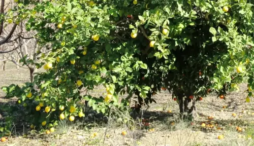 Limonero4-Injerto-de-limonero-mandarino