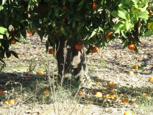 Limonero5-Injerto-de-limonero-mandarino