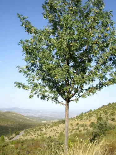 Maguillo-o-manzano-silvestre1