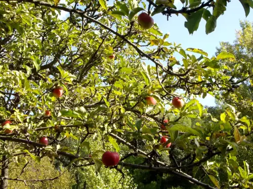 Maguillo-o-manzano-silvestre3