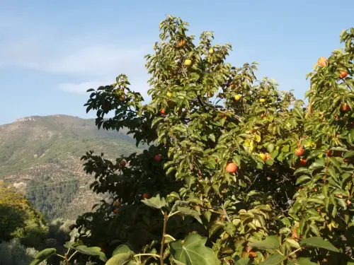 Maguillo-o-manzano-silvestre4