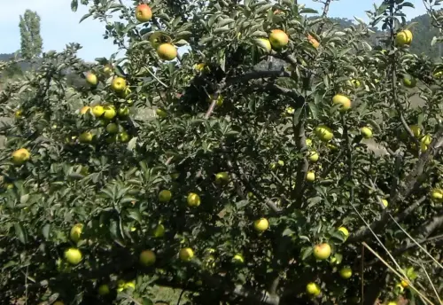 Maguillo-o-manzano-silvestre5