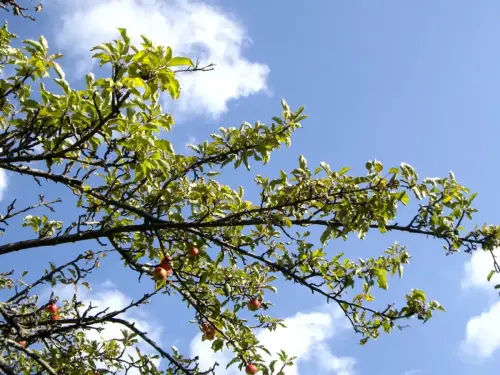 Maguillo-o-manzano-silvestre6