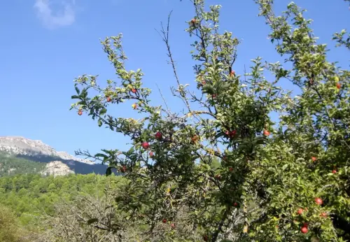 Maguillo-o-manzano-silvestre7