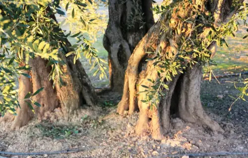 Olivo3