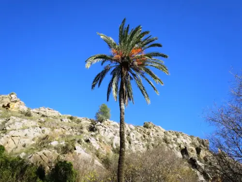 Palmera3