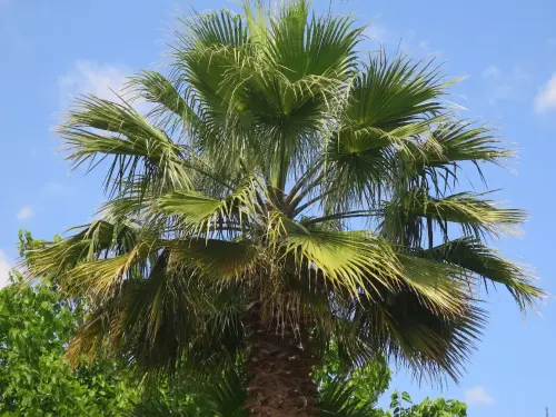 Palmera6