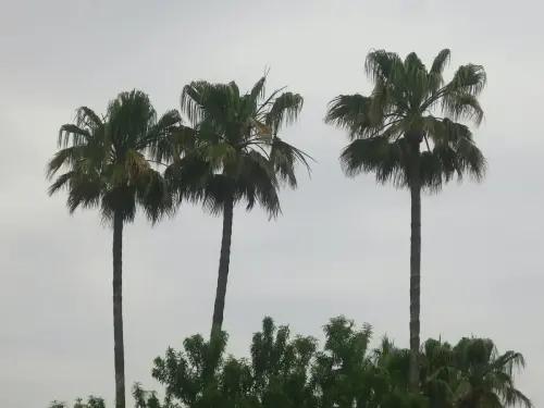 Palmera7