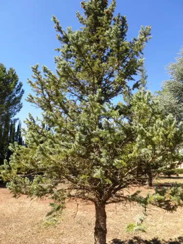 Picea-del-Colorado