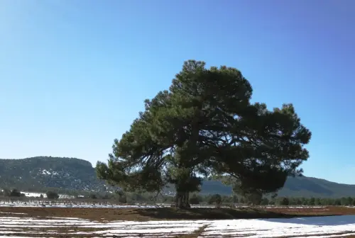 Pino-blanco-Pinus-nigra