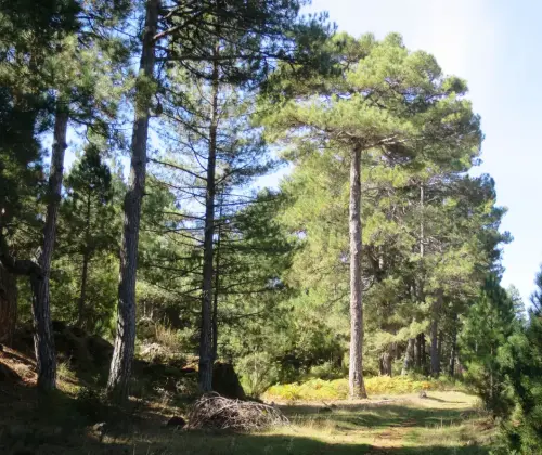 Pino-blanco-Pinus-nigra2