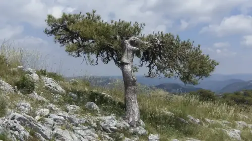 Pino-blanco-Pinus-nigra3