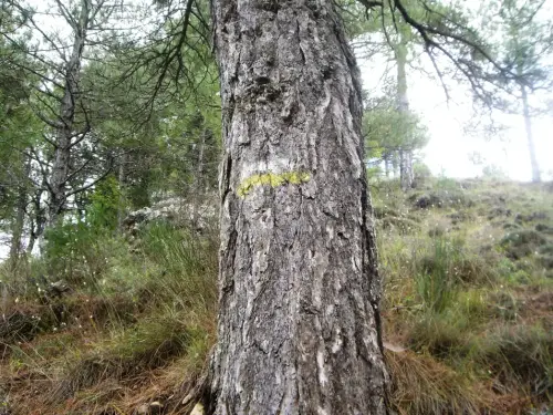 Pino-blanco-Pinus-nigra4