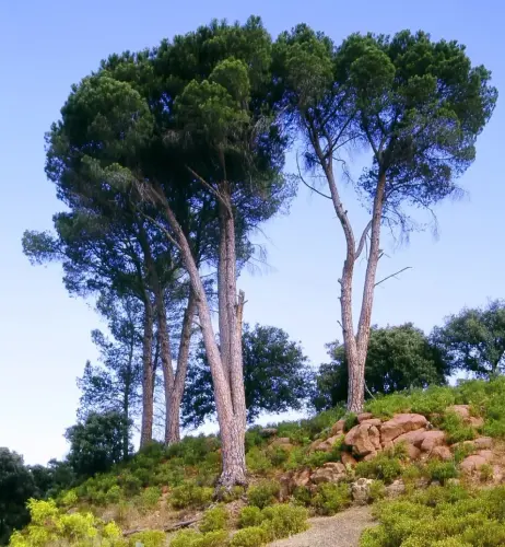 Pino-blanco-Pinus-nigra5